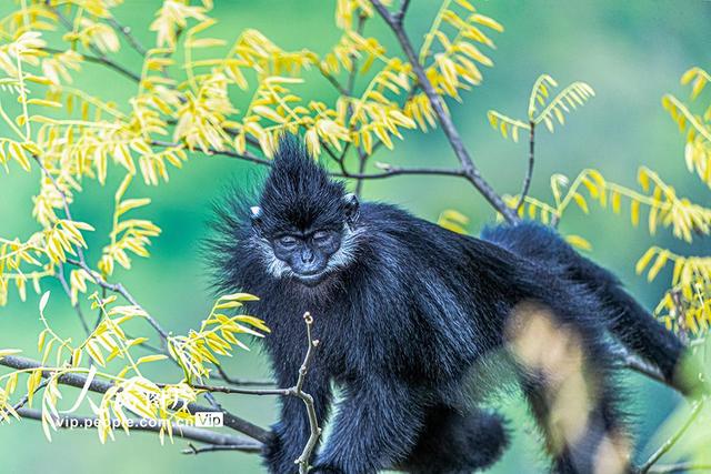 重庆南川金佛山黑叶猴享受暖阳
