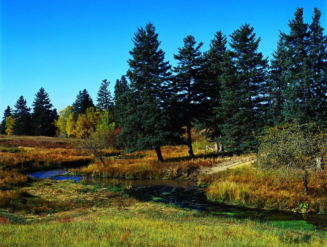 遇见沙地云杉遇见美好