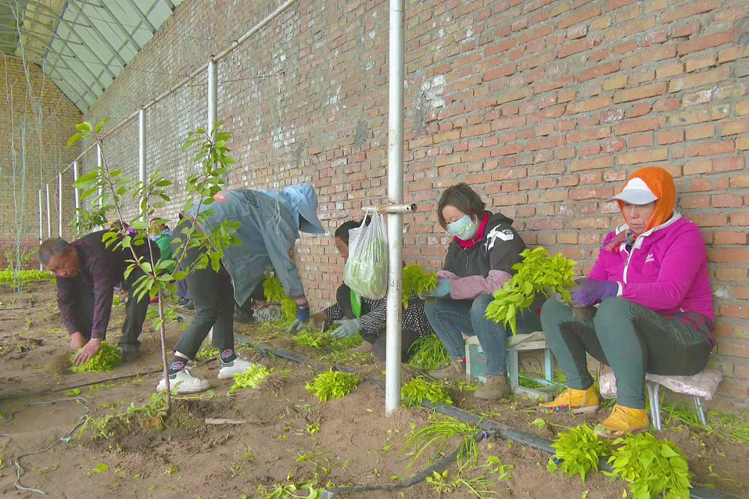 眼下正是移栽辣椒的关键时期,在香山镇永乐村,中兴屯村,小河西村等地