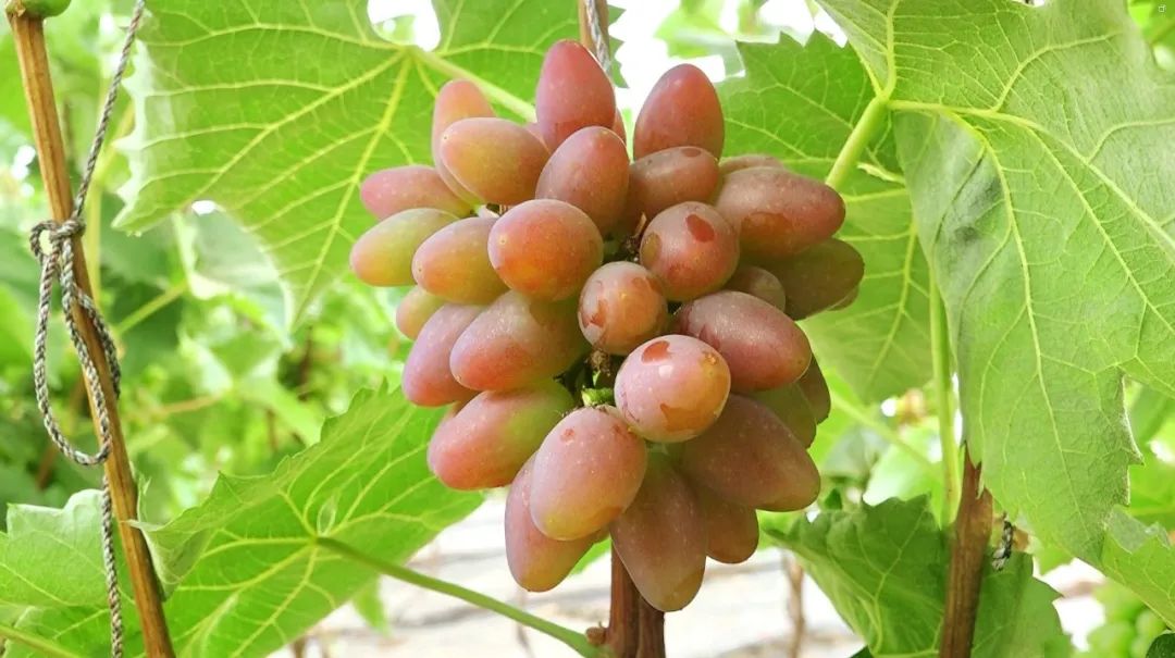 甜!松山区这里的巨茉莉葡萄要熟了