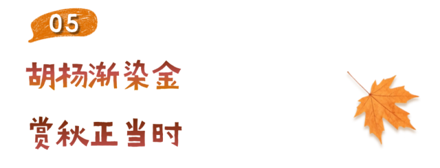 深秋标题 (6).png